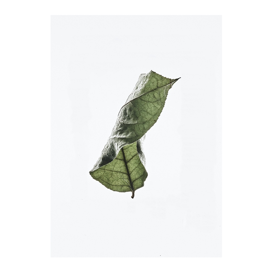 Floating Leaves 04 Stampa - Archive