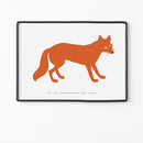 La volpe - Serie della natura