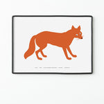 La volpe - Serie della natura