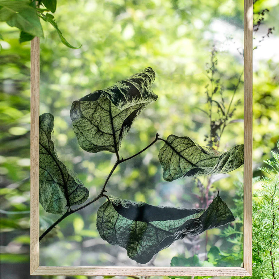 Floating Leaves 03 Print - Archive