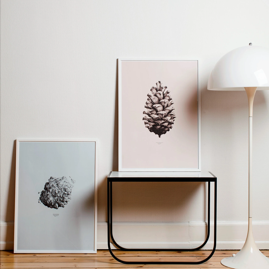 Pine Cone, Nature 1:1 Stampa - Archive