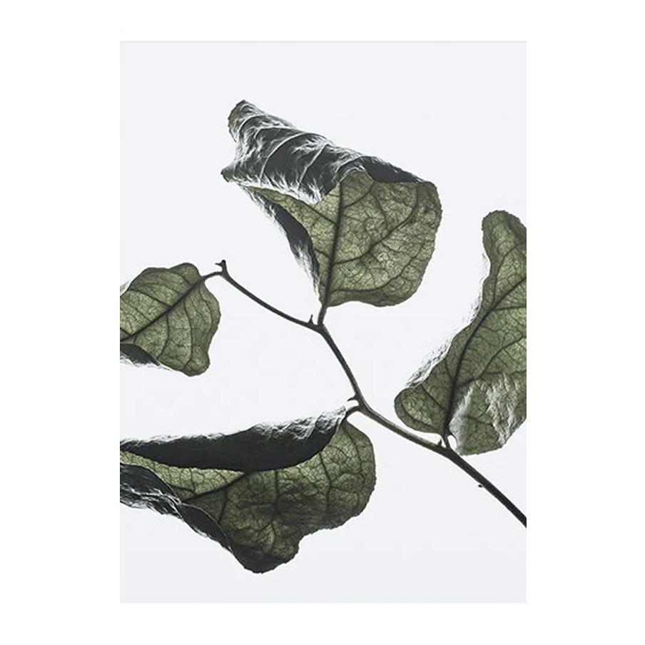 Floating Leaves 03 Stampa - Archive