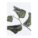 Floating Leaves 03 Print - Archive