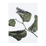 Floating Leaves 03 Print - Archive