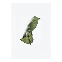 Floating Leaves 04 Stampa - Archive