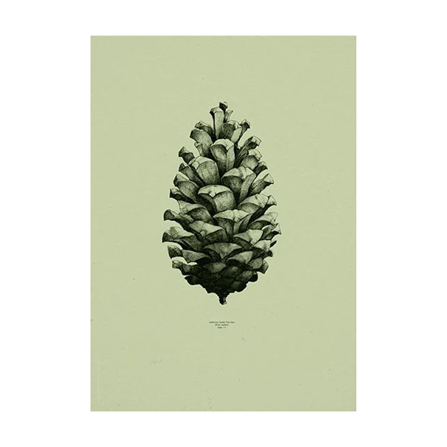 Pine Cone, Nature 1:1 Stampa - Archive