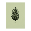 Pine Cone, Nature 1:1 Stampa - Archive