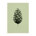 Pine Cone, Nature 1:1 Stampa - Archive