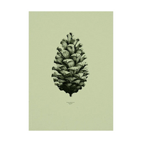 Pine Cone, Nature 1:1 Stampa - Archive
